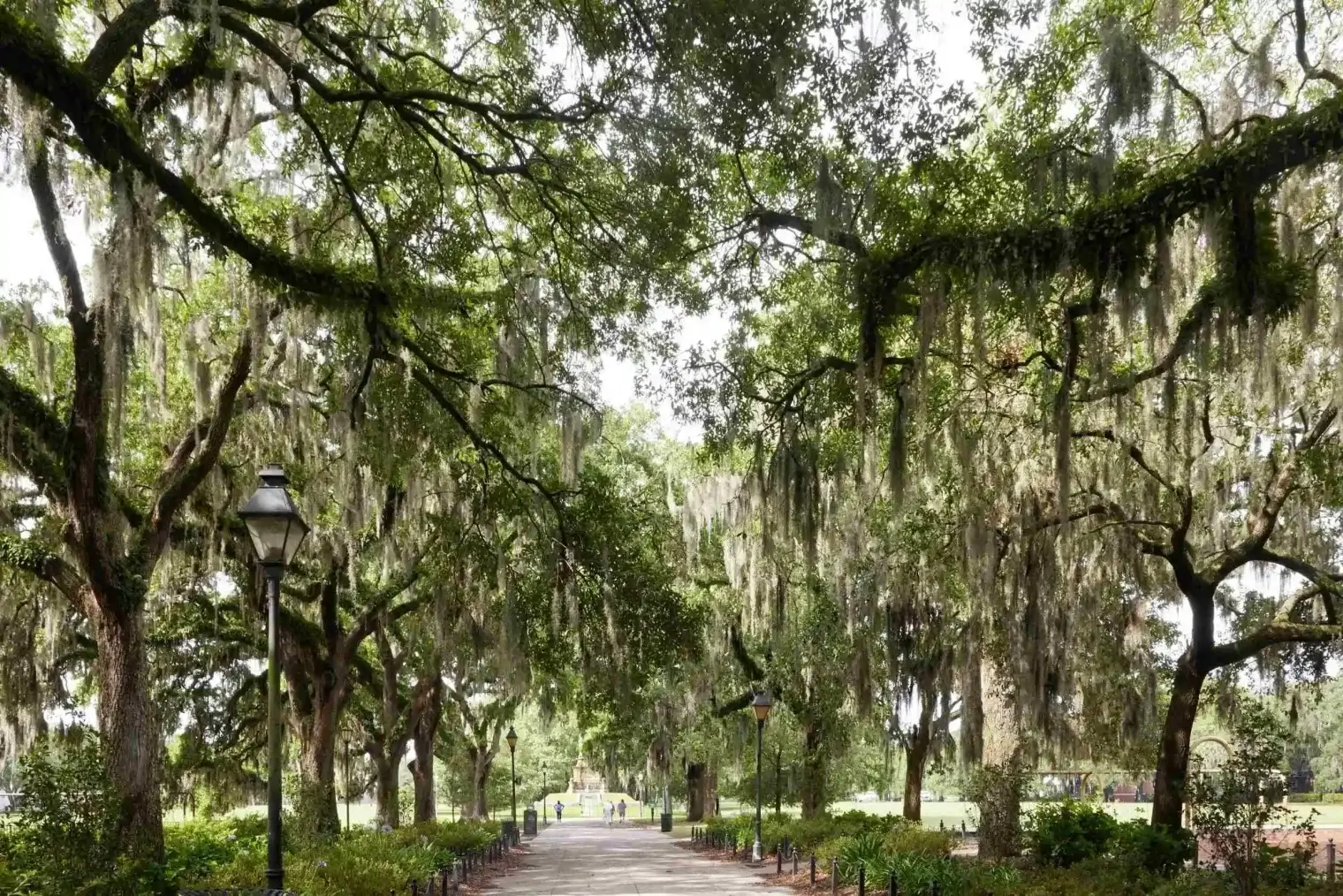 plp savannah lifestyle 001 scaled 1