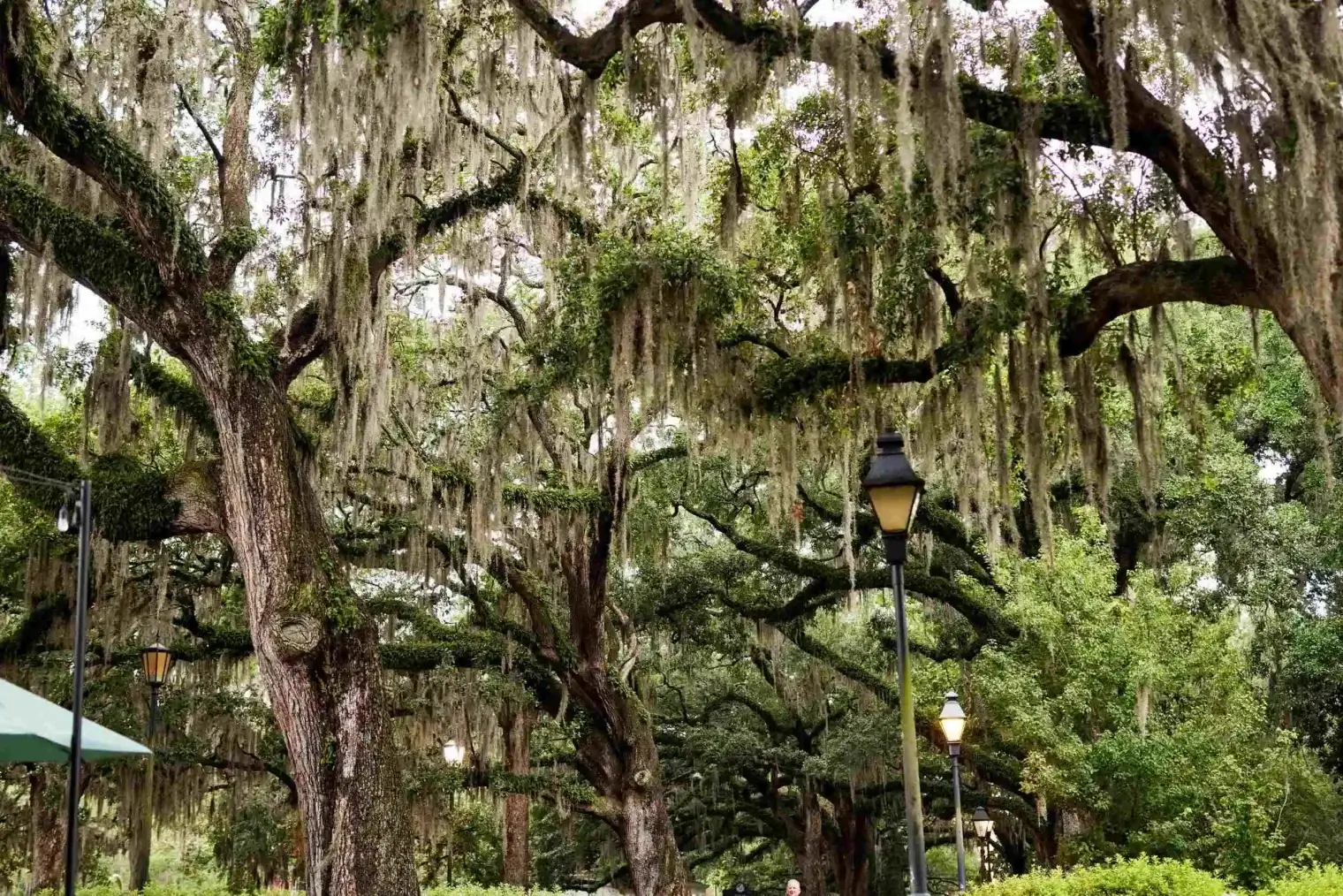 plp savannah lifestyle 010 scaled 1