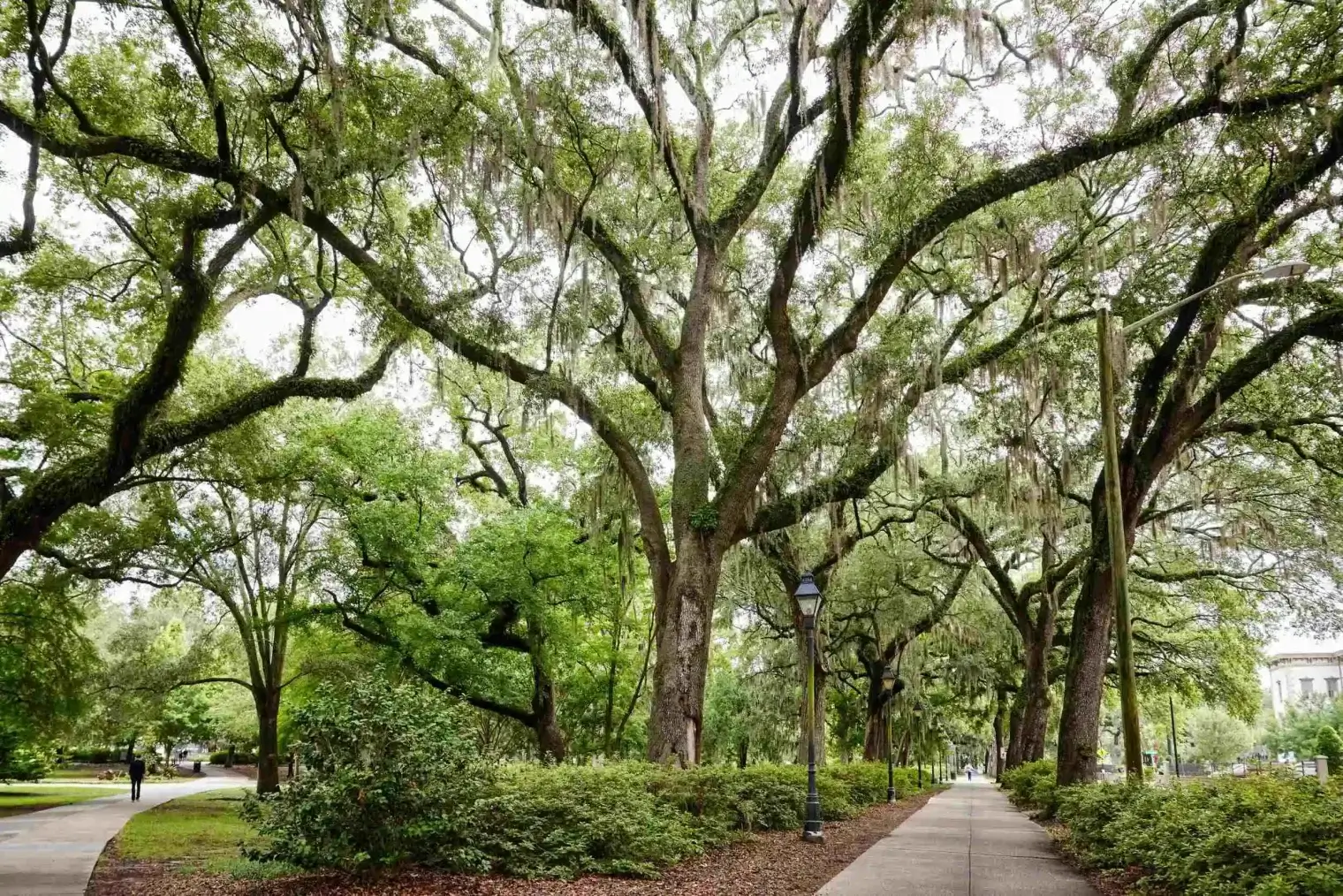 plp savannah lifestyle 017 scaled 1