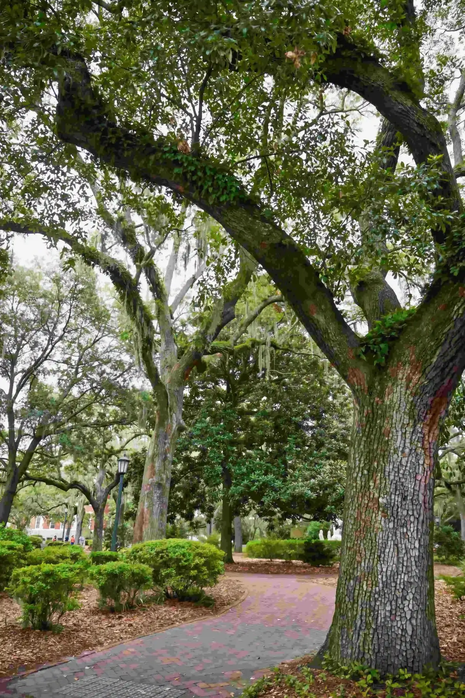 plp savannah lifestyle 280 scaled le upscale strong light ai 40 color enhance 30